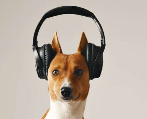 dog active listening