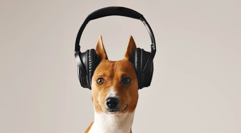dog active listening